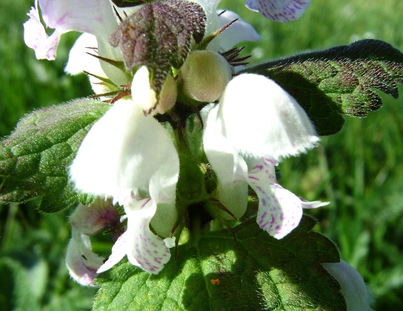 Lamium maculatum